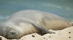 Celene monk hawaiian